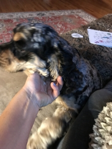 Cocker spaniel for stud Listing Image