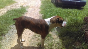 Boxer Listing Image