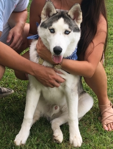 Siberian Husky for stud  Listing Image