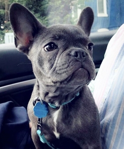 Male Blue French Bulldog  Listing Image