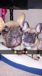  French bulldog  Listing Image