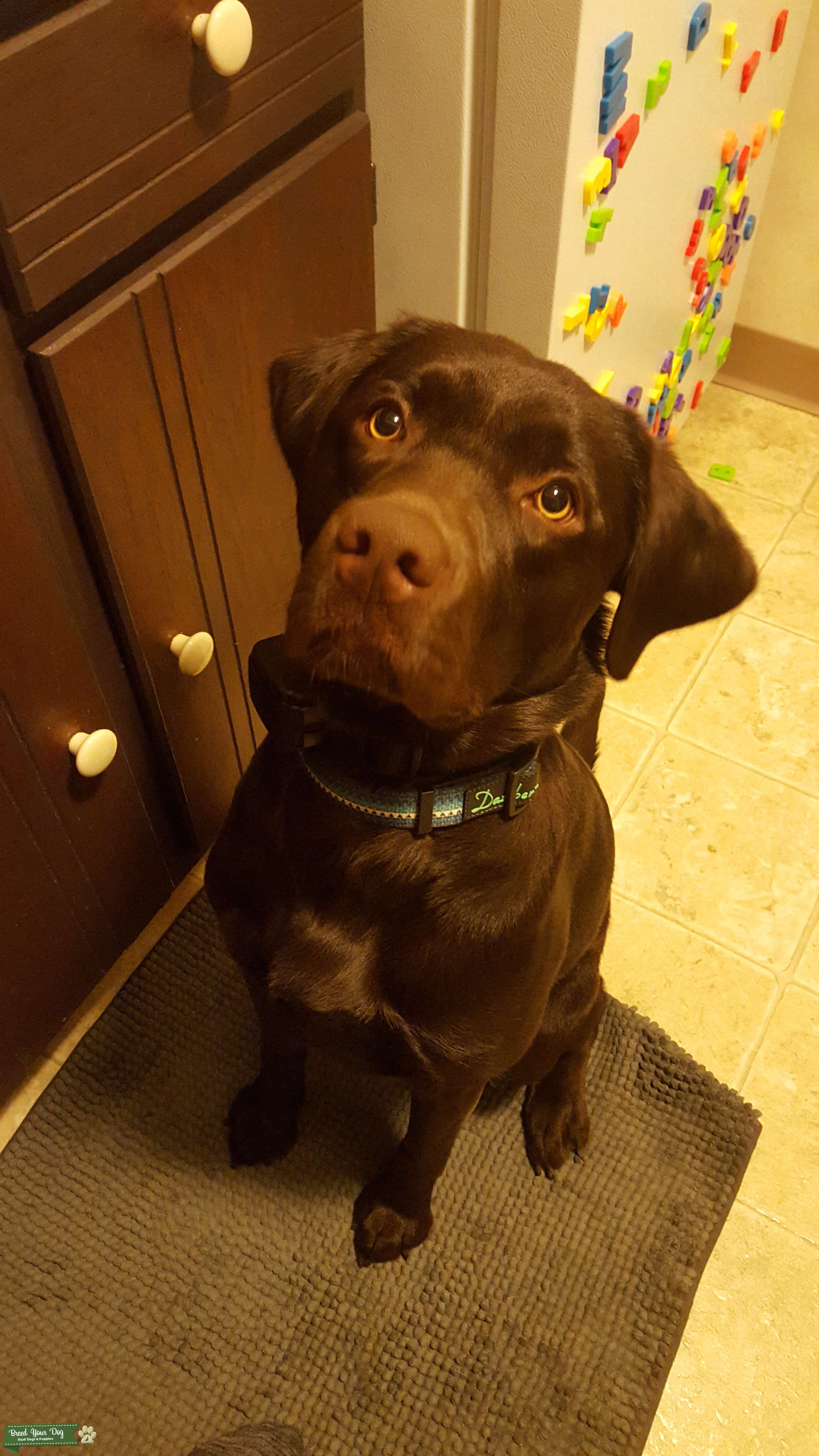 Chocolate Labrador Stud Stud Dog in Allegheny , the United States Breed Your Dog