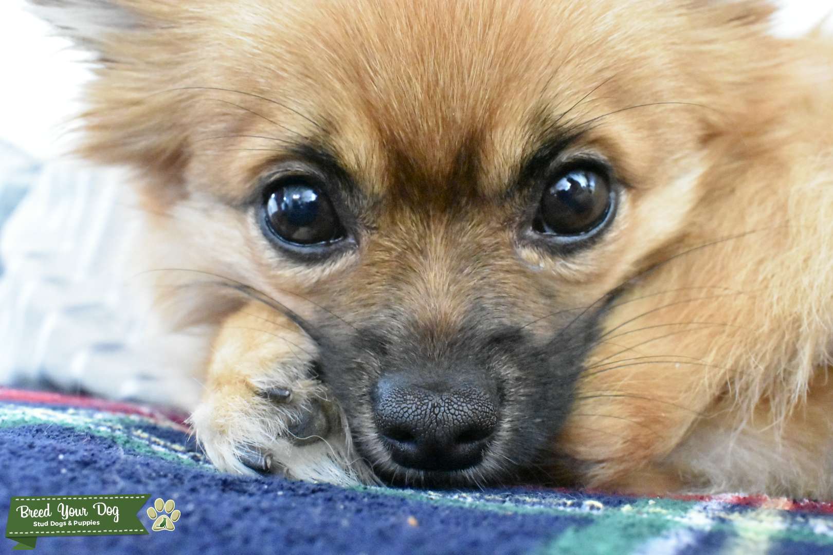 STUD DOG FOR HIRE Stud Dog in Liverpool , the United States Breed