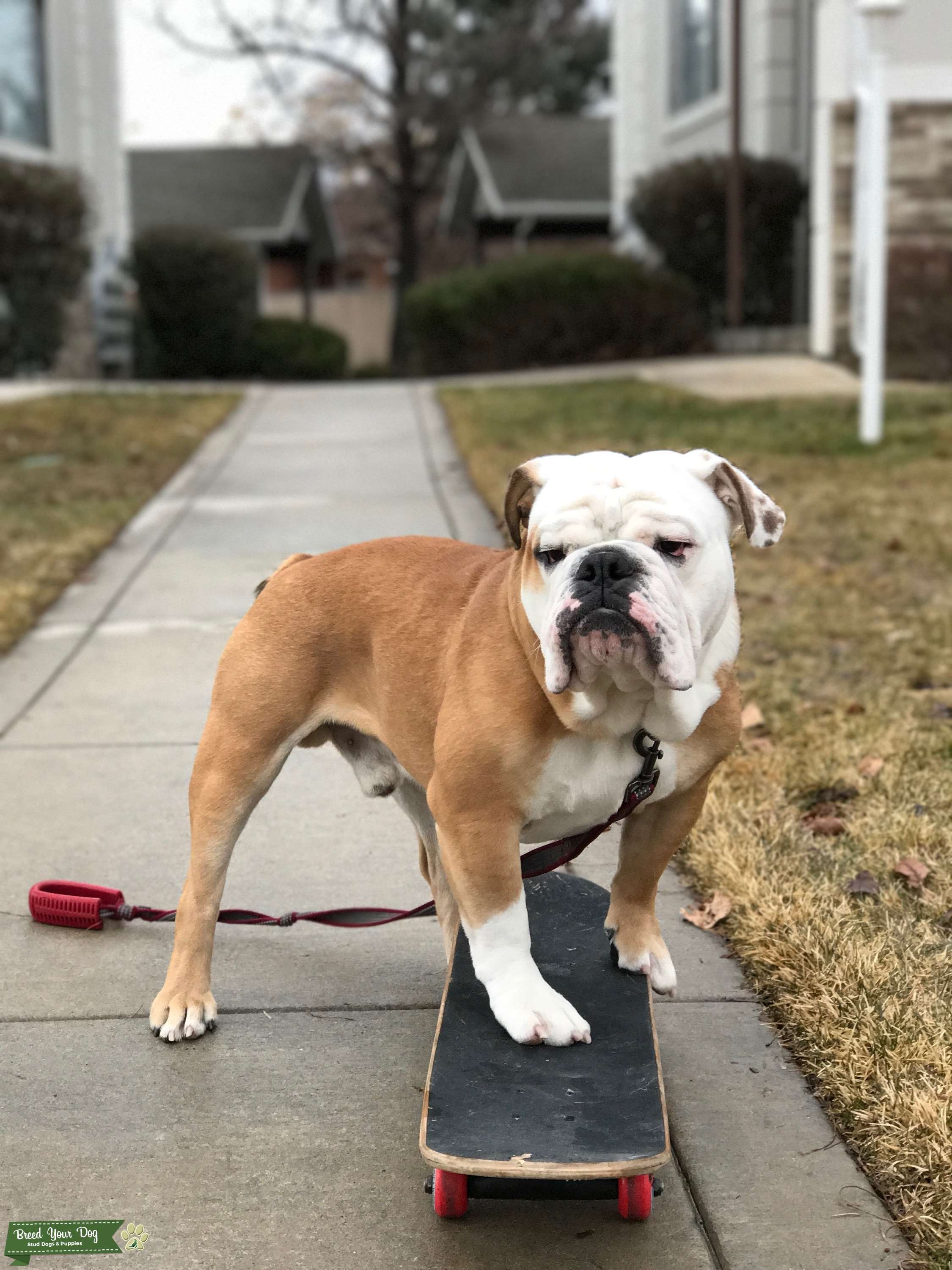 Stud Dog Red/White English Bulldog Breed Your Dog