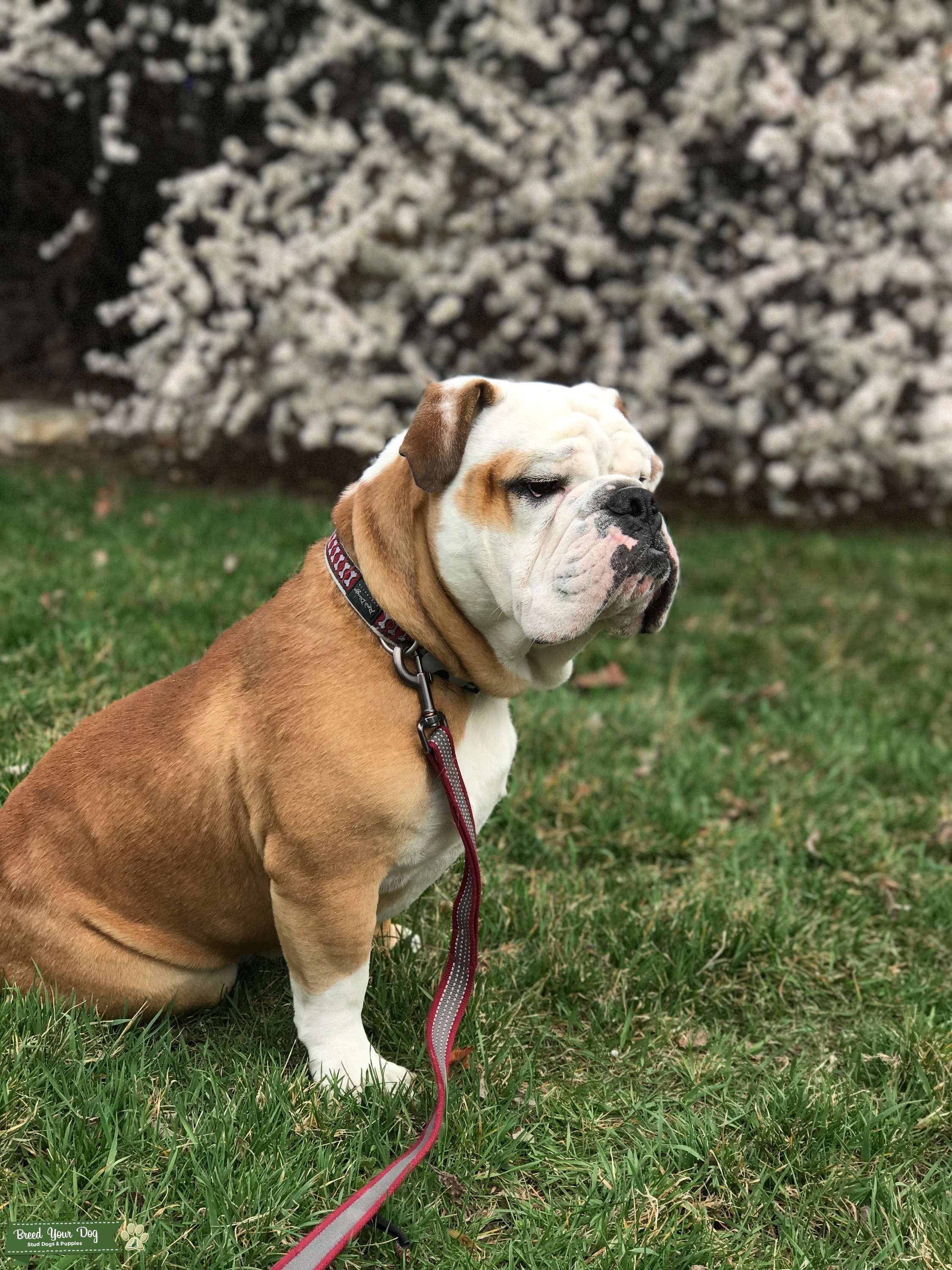 Red/White English Bulldog Stud Dog Breed Your Dog