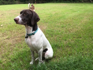 Looking to mate Female German Shorthaird Pointer AKC  Listing Image