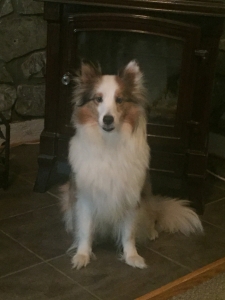 Shetland sheep dog Listing Image