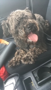 Male Miniature Schnauzer for Breeding Listing Image