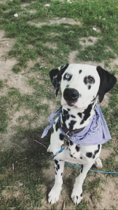 Looking for Dalmatian female to breed with  Listing Image