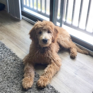 CKC F1 English Cream Goldendoodle  Listing Image