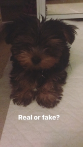 Young pup needs  some love Listing Image