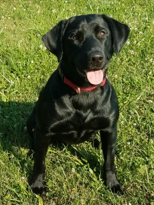 HANDSOME CASS Listing Image
