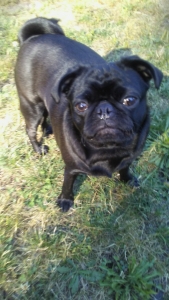 1 year old black female pug Listing Image