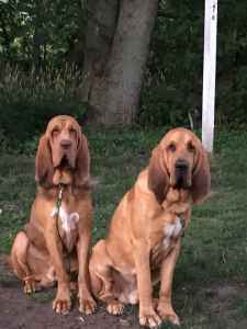 red bloodhound dog