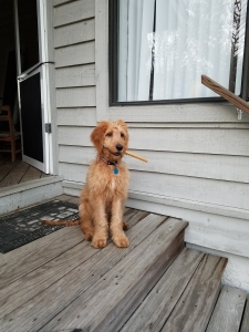 Goldendoodle Stud Listing Image