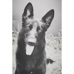 German Shepherd Male 2yrs old. Listing Image