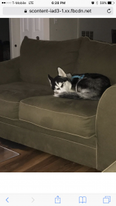 Siberian Husky  Listing Image