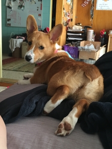Looking to breed  Listing Image