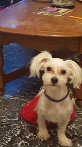 two beautiful male Maltese looking for mates Listing Image