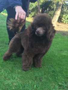 chocolate miniature poodle