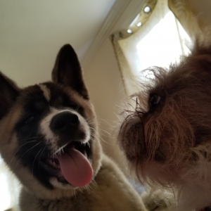 Akc akita for studding Listing Image