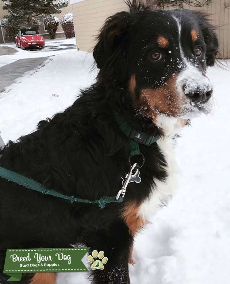 Proven Bernese Mountain Dog Stud Dog in Fort Collins, Colorado, the