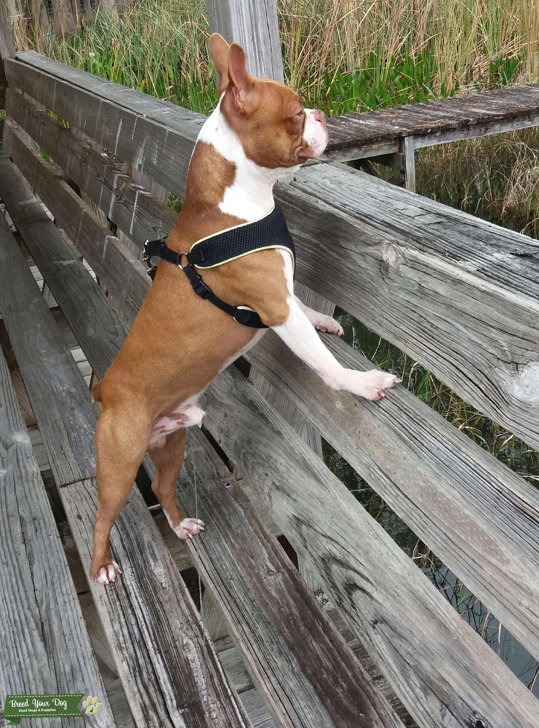 Boston terrier stud Stud Dog in FL, the United States Breed Your Dog