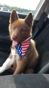 Looking for a red female Siberian husky  Listing Image