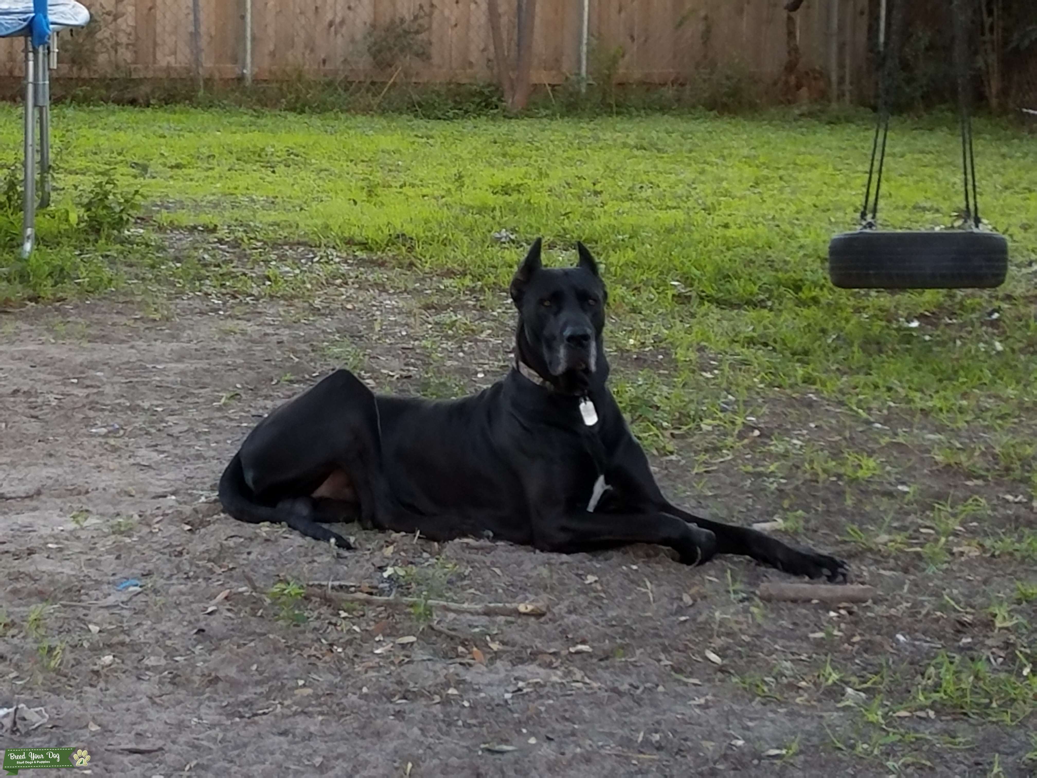 Stud Dog - Ckc Great Dane Male - Breed Your Dog