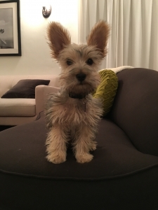 Toy Miniature Schnauzer Stud (runt) Listing Image