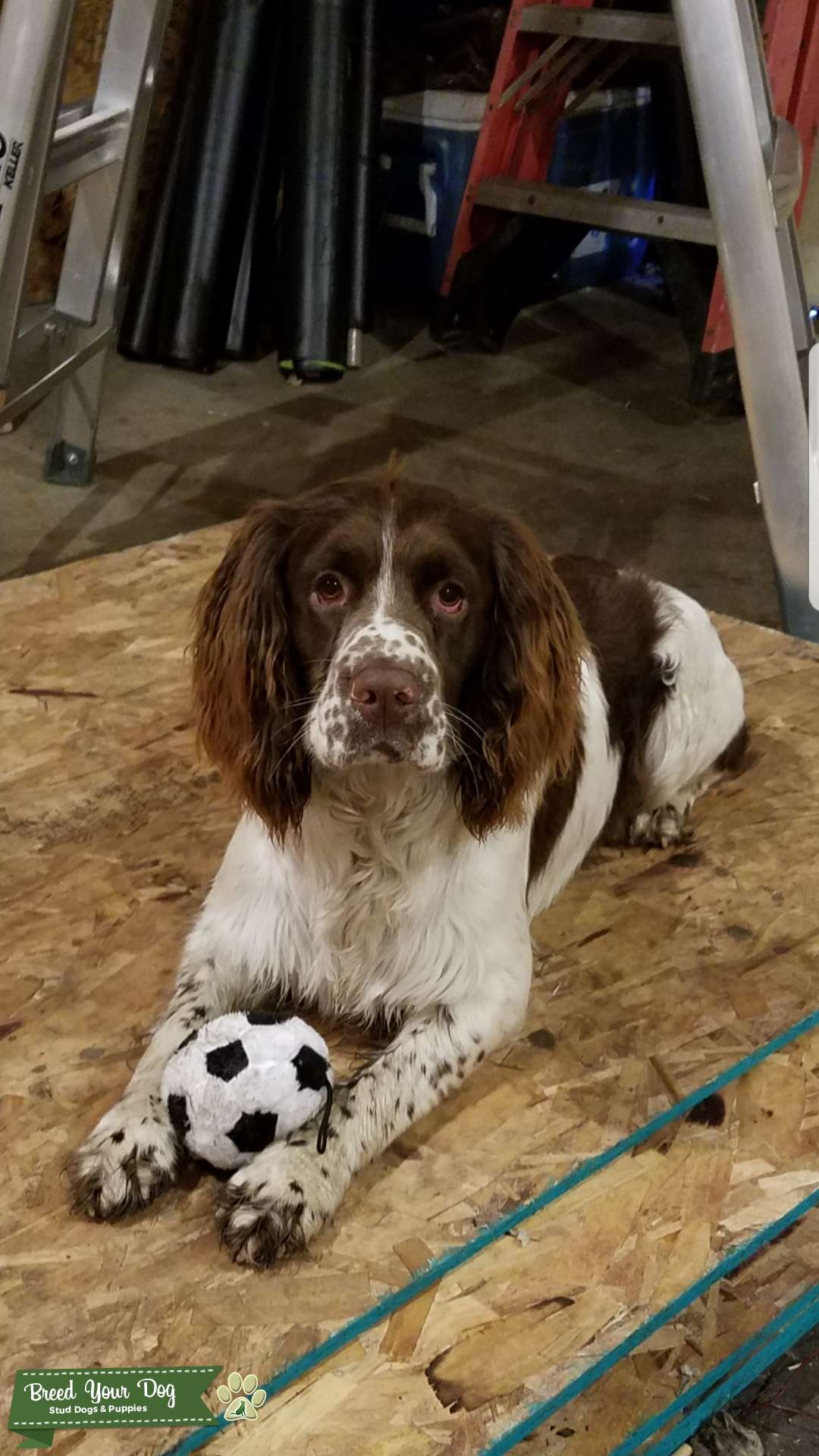 Stud Dog - English Springer Spaniel - Breed Your Dog