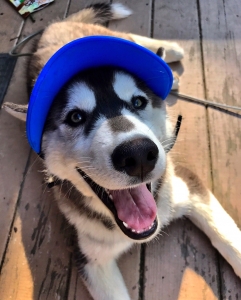 Siberian Husky Stud Listing Image
