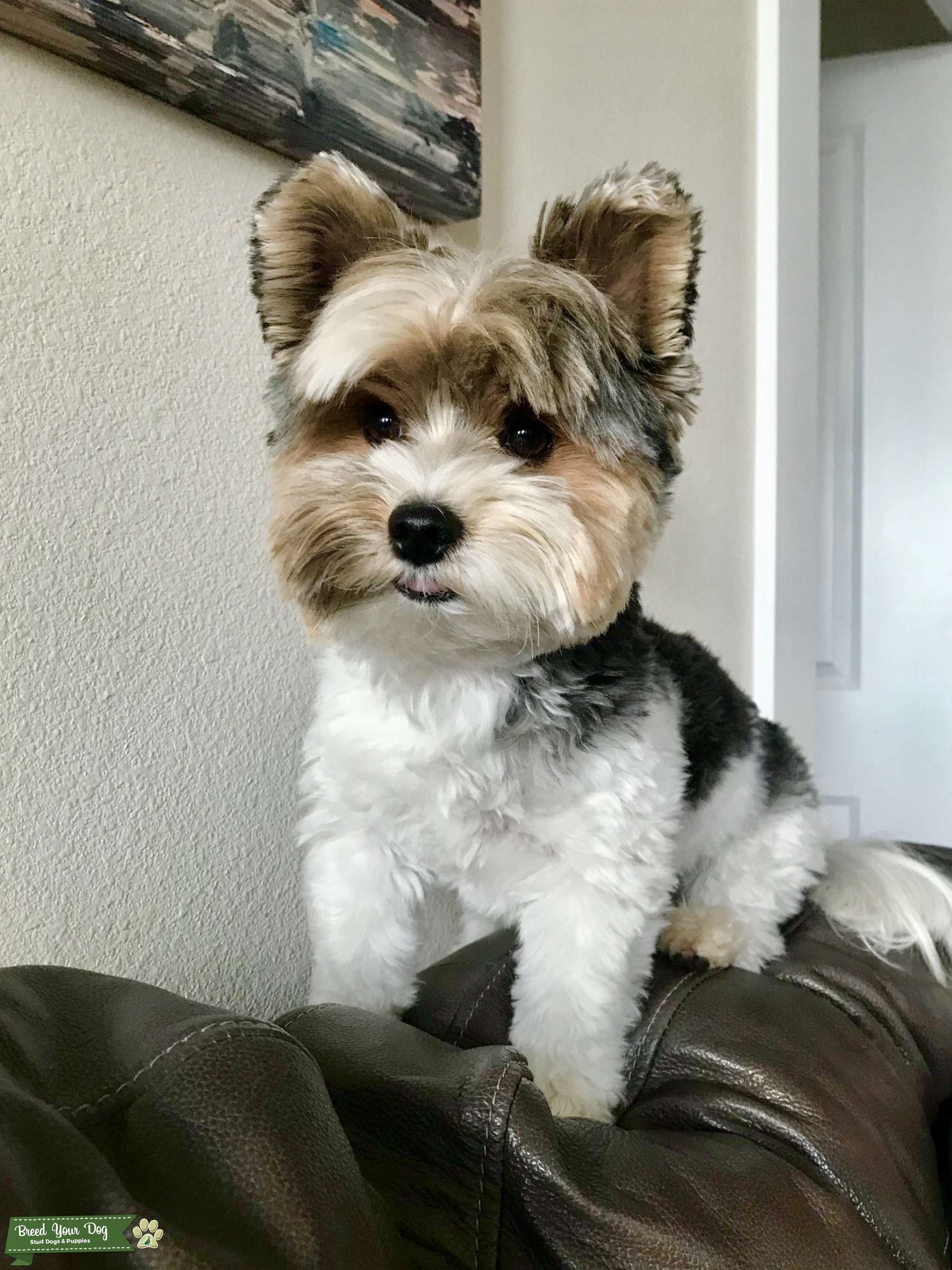 Champion bloodline Biewer Terrier available for Pick of the Litter