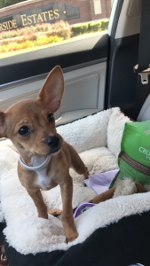 Chihuahua Female looking to breed! Listing Image