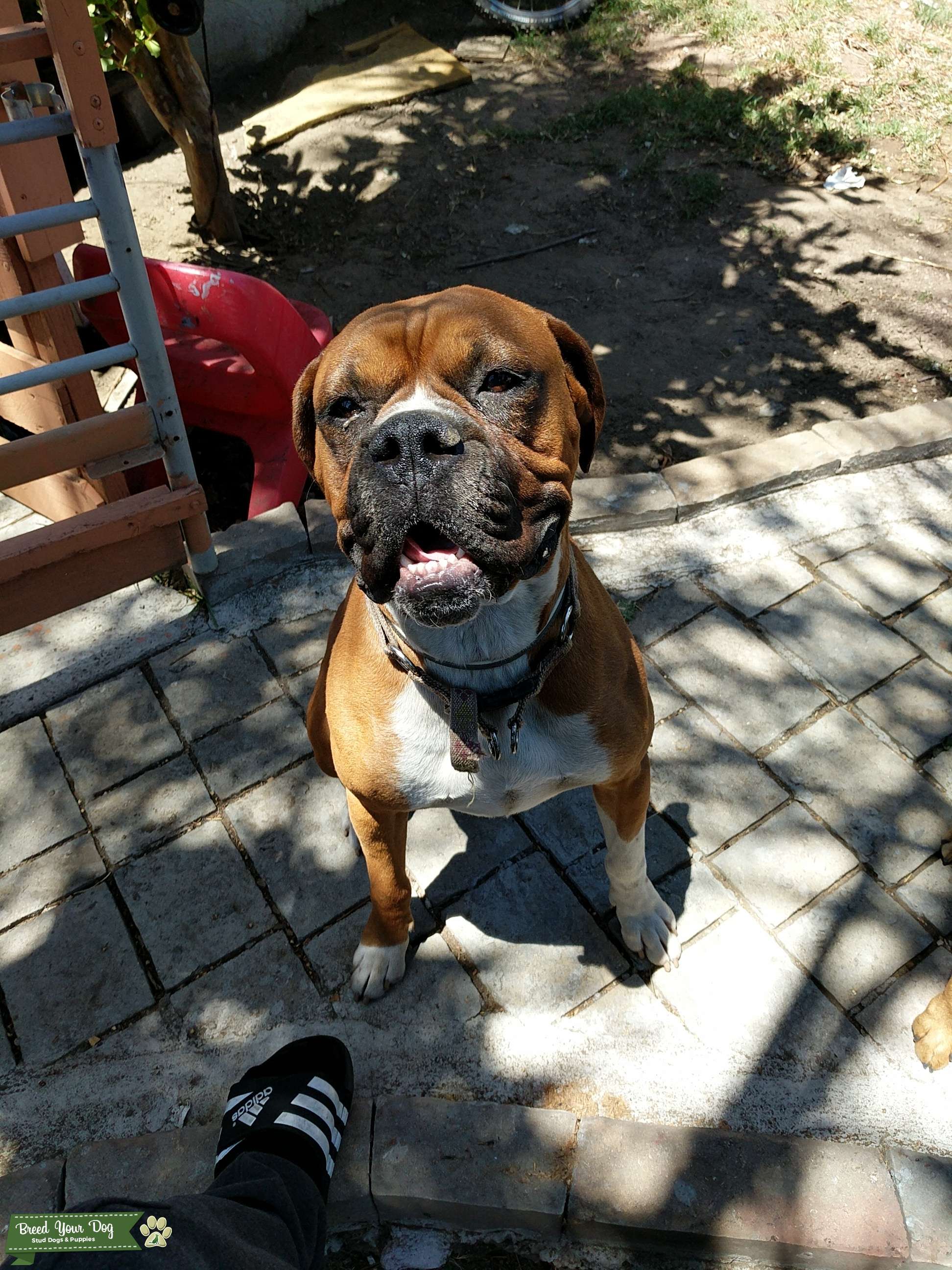 STUD MALE LOOKING FOR IT'S FEMALE Stud Dog in CA, the United States