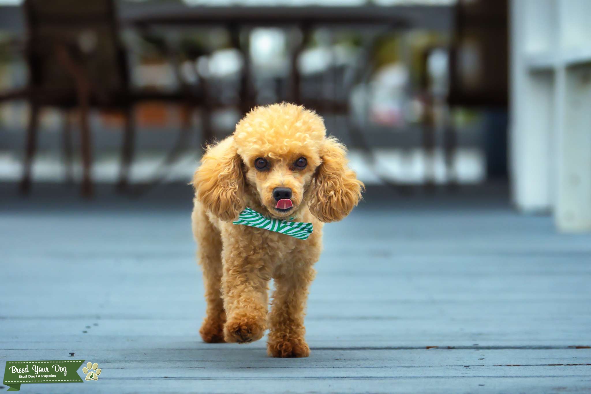 Apricot toy poodle. Stud Dog in Florida, the United States Breed