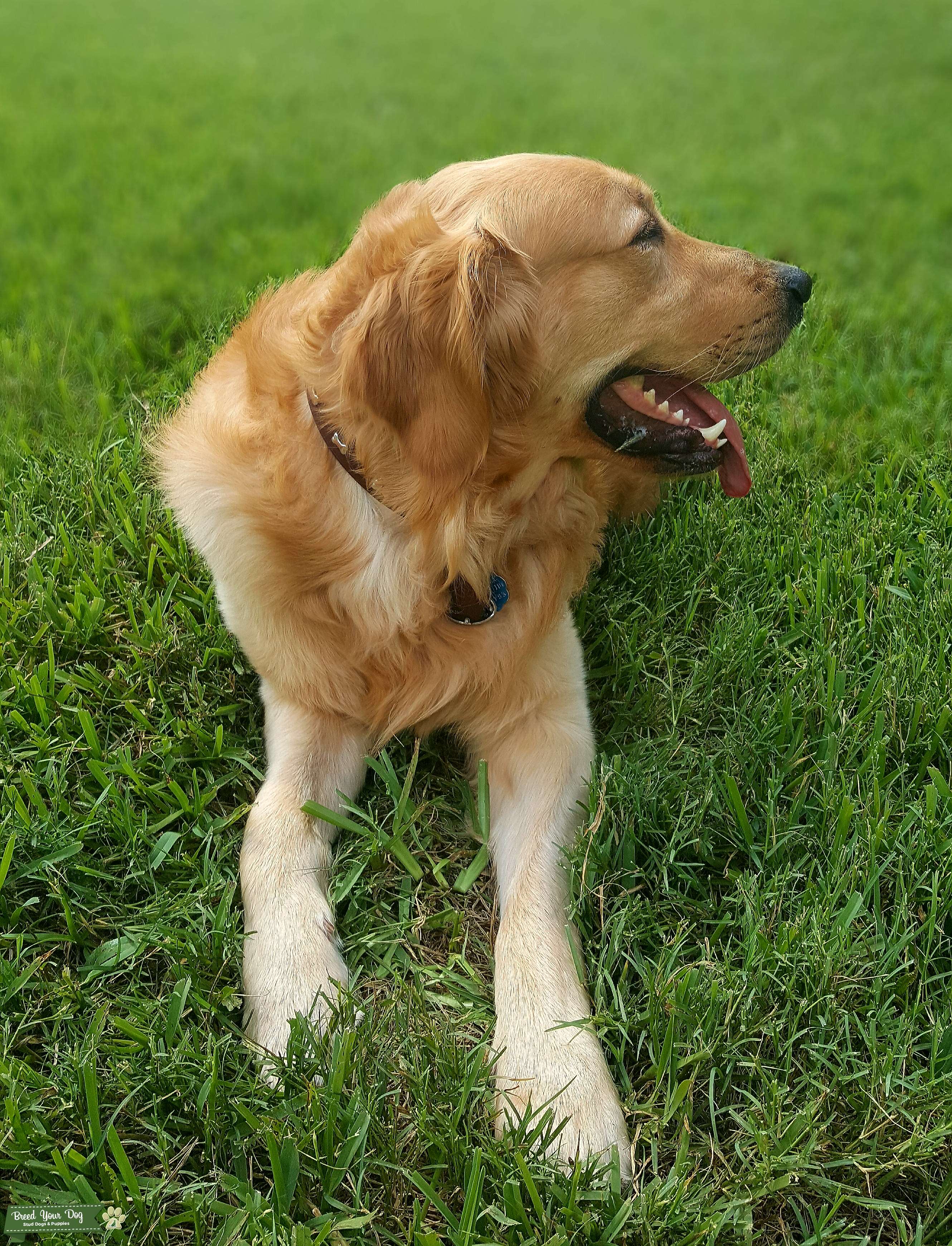 √√ Cute Golden Retriever Illinois USA Buy Puppy In Your Area