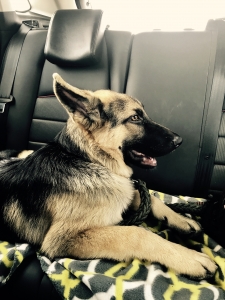 High quality big boned male german shepherd  Listing Image