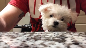 Energetic Maltese  Listing Image