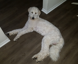 Goldendoodle Male located in FL Listing Image