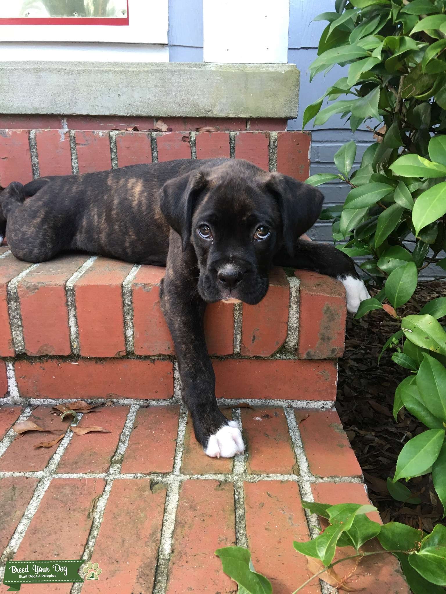BEAUTIFUL BLACK BRINDLE BOXER - Stud Dog in Georgia, United States
