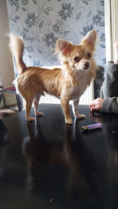Stud Dog Fawn And White Long Hair Chihuahua Breed Your Dog