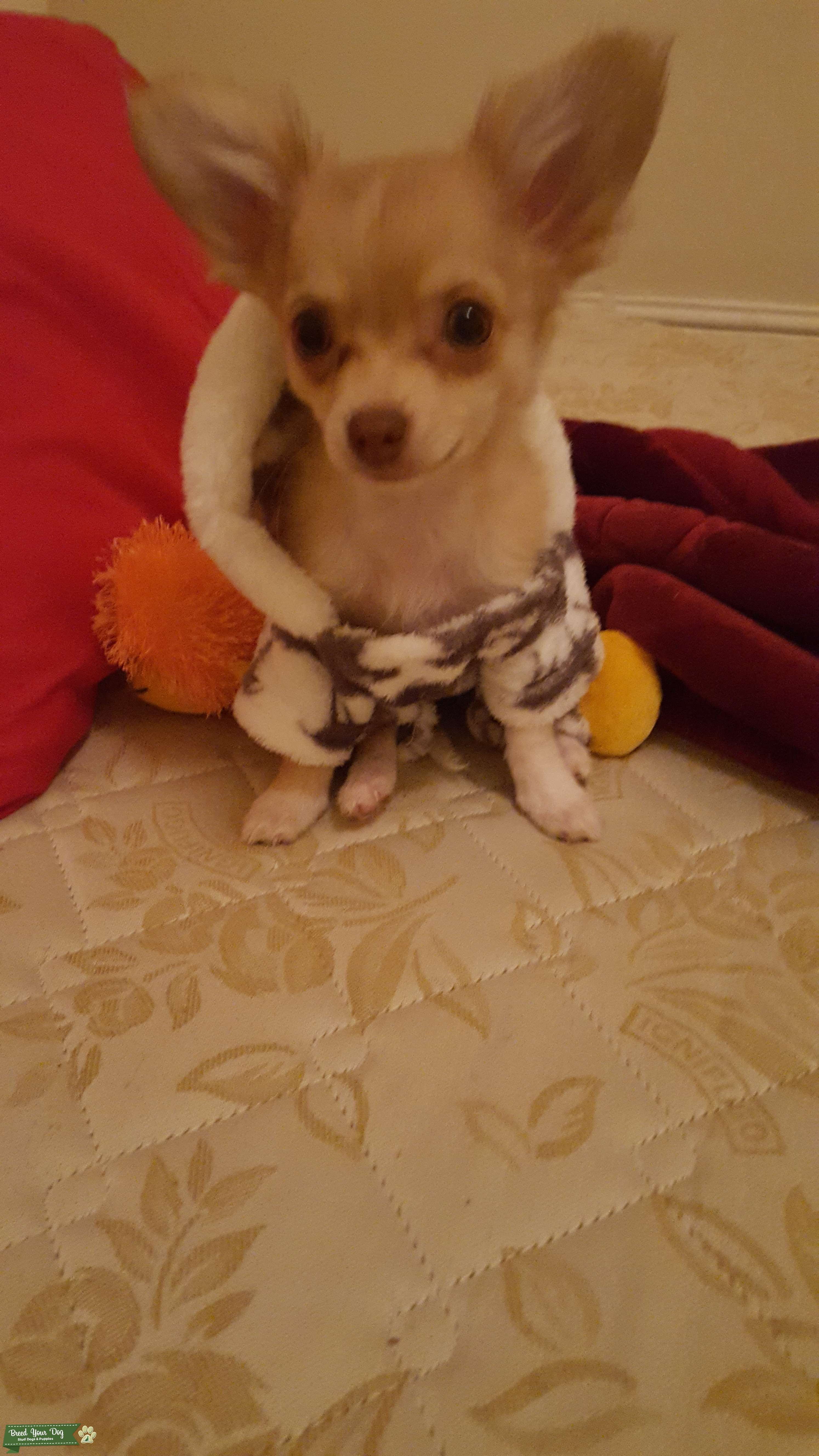 Stud Dog Fawn And White Long Hair Chihuahua Breed Your Dog