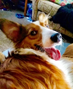 Beautiful Stud Dog Listing Image