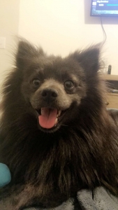 Stud Male Pom/German Spitz Listing Image