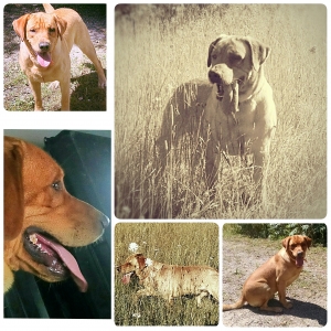 Red fox lab at stud Listing Image
