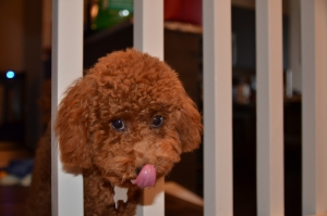 RED miniature poodle Listing Image