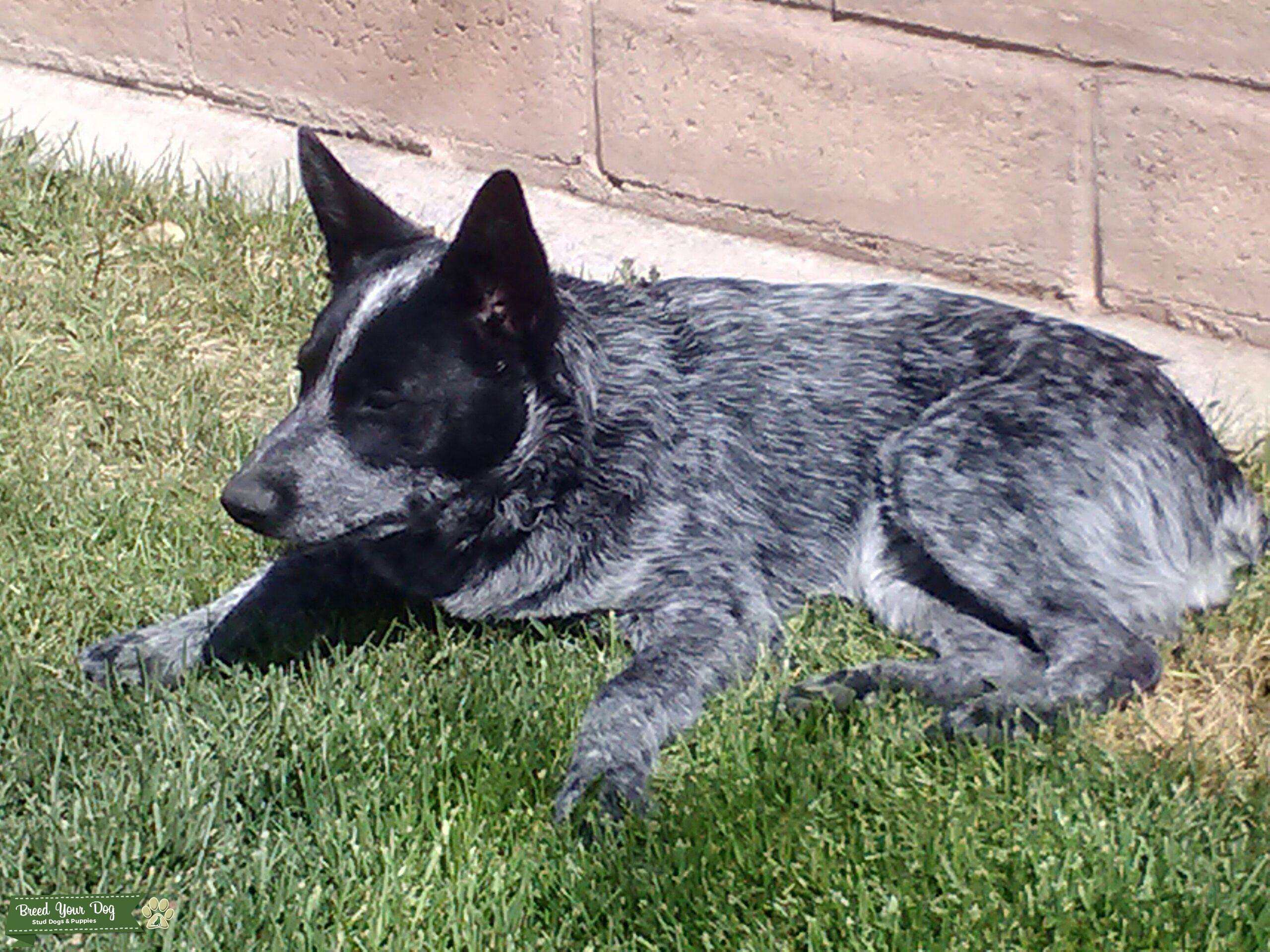 Stud Dog - Beautiful Strong full blooded Blue Heeler - Breed Your Dog