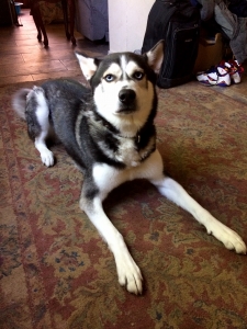 Siberian Husky Listing Image