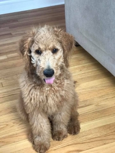 Male GoldenDoodle Midwest F1B Listing Image